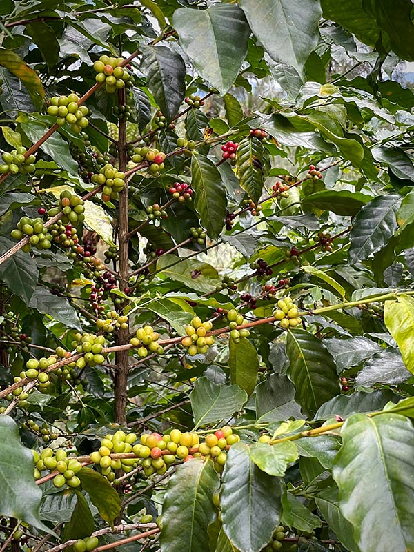 Samoro coffee plant