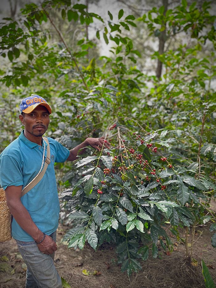 Tau Rema farmer with coffee plant